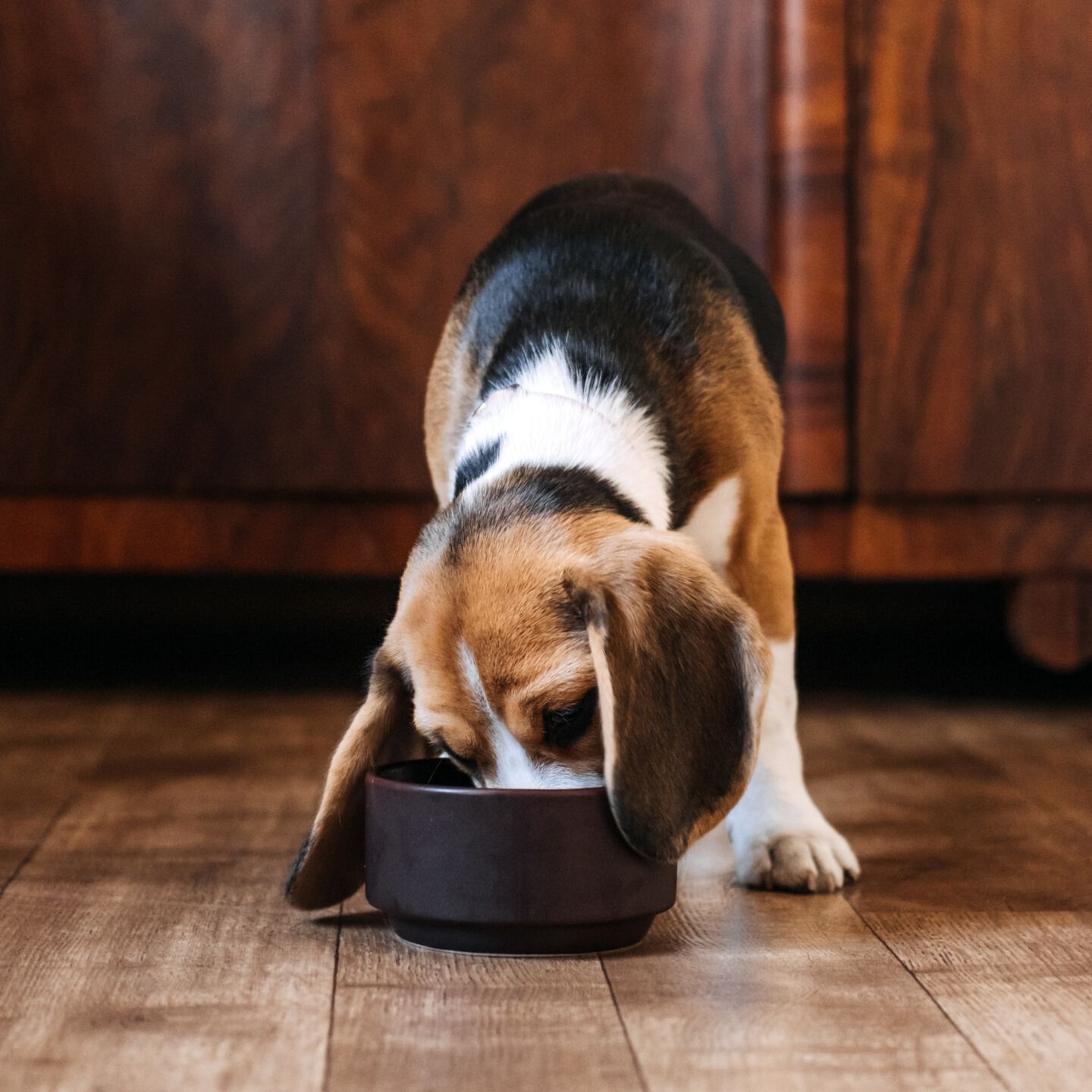 <strong>YOUR PRACTICAL GUIDE TO THE DOG DIGESTIVE SYSTEM</strong><br><br>For dogs, just like humans, health begins in the gut. Good nutrition and digestion are key...